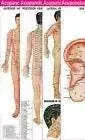 Acupuncture Points 3 Body 1 Ear Charts Set with Free Sujok Rings - StellerGear
