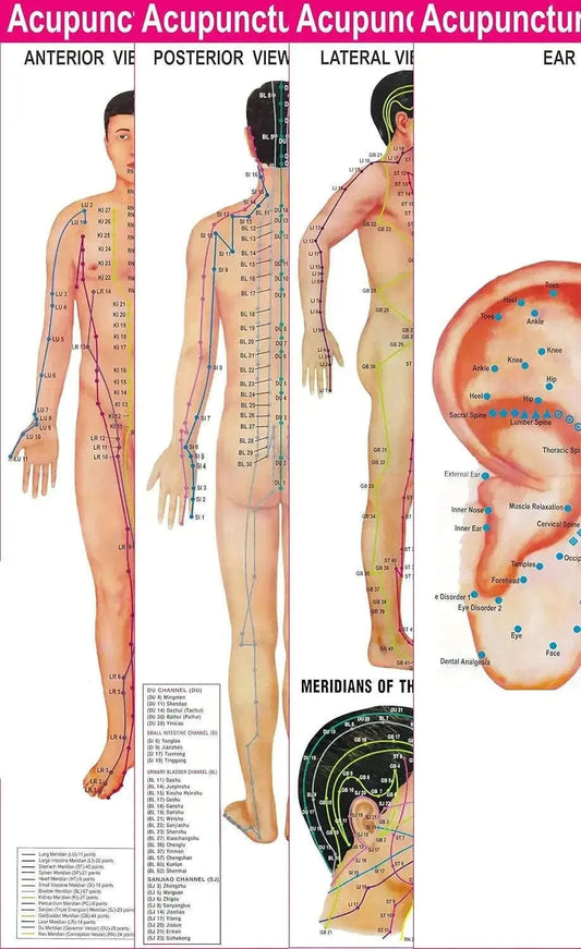 Acupuncture Points Charts Set of 4 with 5 Free Sujok Rings.